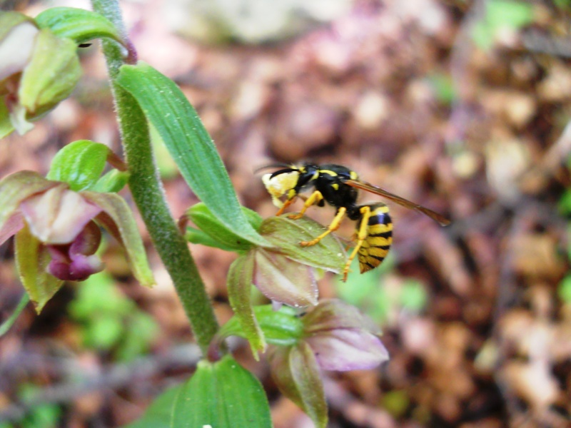 Vespula vulgaris su Epipactis helleborine
